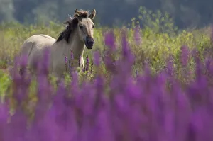 Catalogue3 Prints: Konik Wild Horse (Equus ferus caballus) in grasslands with Purple loosestrife flowers