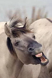 Images Dated 18th April 2011: Konik Wild Horse (Equus ferus caballus) yawning. The Netherlands, November