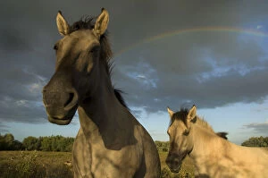 Two Konik Wild Horses (Equus ferus caballus) stand in front of a rainbow in grassland habitat