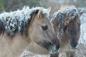 Images Dated 29th June 2022: Two Konik wild horses (Equus ferus caballus) covered in snow, Meinerswijk nature reserve