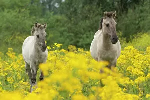 Images Dated 29th June 2022: Two Konik wild horses (Equus ferus caballus) amongst flowering Ragwort