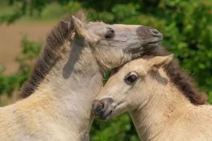 Feral Mammal Prints: Two Konik wild horses (Equus ferus caballus) foals nuzzling