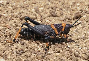 Orthoptera Prints: Koppie foam grasshopper (Dictyophorus spumans) walking across a stony track