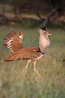 Kori bustard (Ardeotis kori) male courtship display, Kgalagadi Transfrontier Park