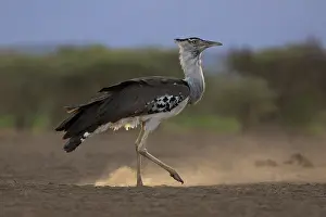 Dust Prints: Kori bustard (Ardeotis kori) walking over dusty ground, Shompole, Kenya