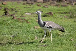 Gruiformes Prints: Kori bustard (Ardeotis kori) walking in the savanna, Masai Mara National Reserve, Kenya