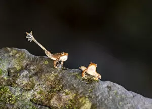 Images Dated 7th October 2020: Kottigehar dancing frog (Micrixalus kottigeharensis), male waving foot and calling