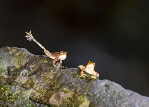 Legs Prints: Kottigehar dancing frog (Micrixalus kottigeharensis), male waving foot and calling