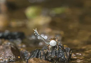 Kottigehar dancing frog (Micrixalus kottigeharensis) male calling and displaying