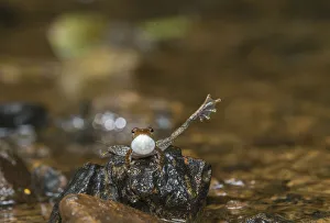 Kottigehar dancing frog (Micrixalus kottigeharensis) male calling and displaying