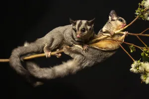 Myrtaceae Prints: Kreffts gliders (Petarus notatus) two in Eucalypt (Myrtaceae