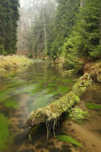 Krinice River, Brtnicky, Ceske Svycarsko / Bohemian Switzerland National Park, Czech Republic