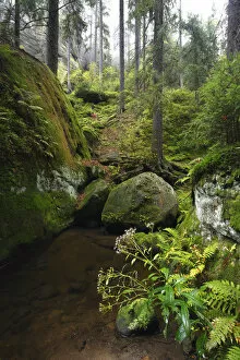 Krinice River flowing by large rocks in wood, Kyov, Ceske Svycarsko / Bohemian Switzerland