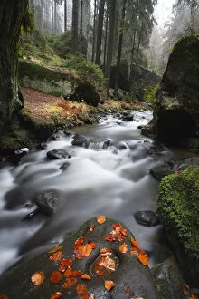 Krinice River flowing past large rocks in forest with fallen leaves on rock in river