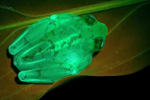 La Palma glass frog (Hyalinobatrachium valerioi) under UV lighting, showing fluorescing skeleton and skin, Captive. Sequence 2/2