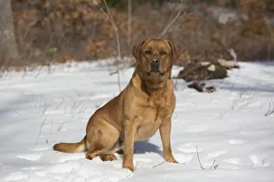 Labrador Retriever ( Red Fox variety) in snowy field at edge of woodland