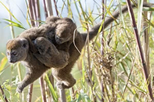 2019 November Highlights Gallery: Lac Alaotra bamboo lemur (Hapalemur alaotrensis), carrying young, Lake Alaotra, Madagascar
