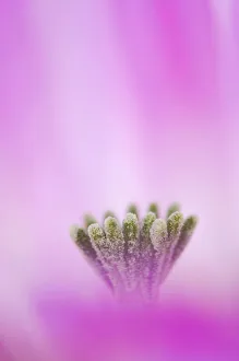 Arty Prints: Lace Cactus {Echinocereus reichenbachii} flower abstract, Texas, USA