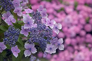 Flowers Collection: Lace cap Hydrangea Lilacina in woodland garden, England, UK, August