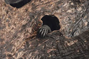 Lace monitor lizard (Varanus varius) foot showing through hole in burnt out tree where it