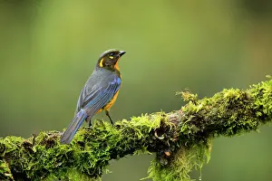 Mosses Prints: Lacrimose mountain tanager (Anisognathus lacrymosus) perched on mossy branch