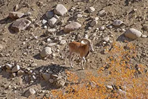 Sheep Prints: Ladakh urial (Ovis vignei vignei) ram