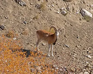 Sheep Prints: Ladakh urial (Ovis vignei vignei) ram