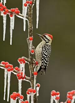 Ladder-backed Woodpecker (Picoides scalaris), adult male perched on icy branch of Possum Haw Holly