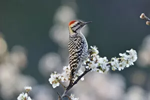 Ladder-backed woodpecker (Picoides scalaris) male perched on blossoming Mexican plum (Prunus mexicana)