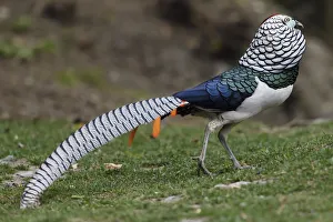 Sichuan Prints: Lady Amhersts pheasant (Chrysolophus amherstiae) Kanding, Sichuan, China