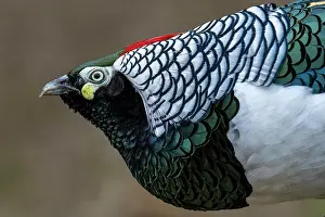 Sichuan Prints: Lady Amherst's pheasant (Chrysolophus amherstiae) male