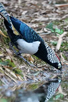 Sichuan Prints: Lady Amherst's pheasant (Chrysolophus amherstiae) male