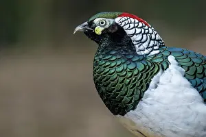 Game Bird Prints: Lady Amherst's pheasant (Chrysolophus amherstiae) male