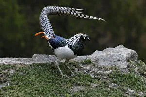 Sichuan Prints: Lady Amhersts pheasant (Chrysolophus amherstiae) male displaying, Kanding, Sichuan, China