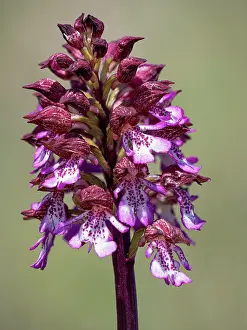 Orchis Prints: Lady orchid (Orchis purpurea) in flower, Gran Sasso, Abruzzo. Italy. April. Focus stacked