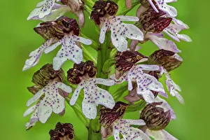 Orchis Prints: Lady orchid (Orchis purpurea) in flower in spring, La Brenne, Indre, France. May