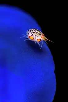 Crustracea Prints: Ladybug amphipod (Cyproidea sp.)