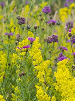 Ladys bedstraw (Galium verum) flower, Norfolk, England, UK, August