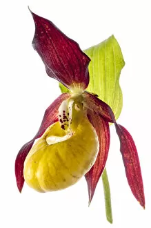 Orchid Gallery: Ladys slipper (Cypripedium calceolus) in flower, Camosciara Mounts, near Pescasseroli
