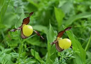 Images Dated 23rd August 2022: Lady's slipper orchid (Cypripedium calceolus) in flower, Swiss Alps, Switzerland. June