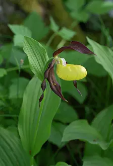 Lilianae Prints: Lady's slipper orchid (Cypripedium calceolus) in flower, Estonia. May