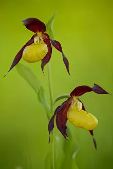 Green Gallery: Two Ladys slipper orchids (Cypripedium calceolus) in flower in spring in woodland