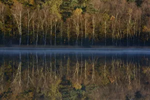 Vosges Prints: Lake reflecting autumn trees, Vosges, France, October 2013