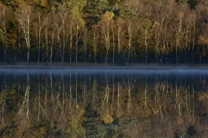 Lake reflecting autumn trees, Vosges, France, October 2013
