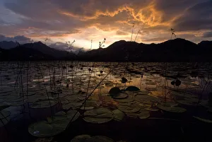 Images Dated 21st May 2008: Lake Skadar at sunset, Lake Skadar National Park, Montenegro, May 2008