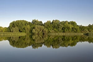 Images Dated 16th May 2009: Lake Tisza with reflections in water, Hortobagy National Park, Hungary, May 2009