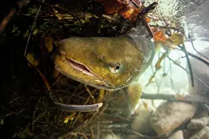 Perciformes Prints: Lake trout (Salmo trutta lacustris) male