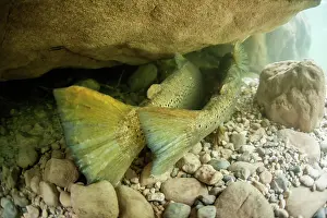 Rear View Prints: Lake trout (Salmo trutta morpha lacustris) breeding pair in a tributary of Lake Annecy