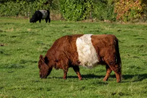 Meadow Prints: Two Lakenvelder cows grazing in a meadow, Friesland, Netherlands. October