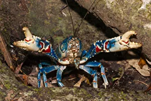 Lamington spiny crayfish (Euastacus sulcatus) blue form